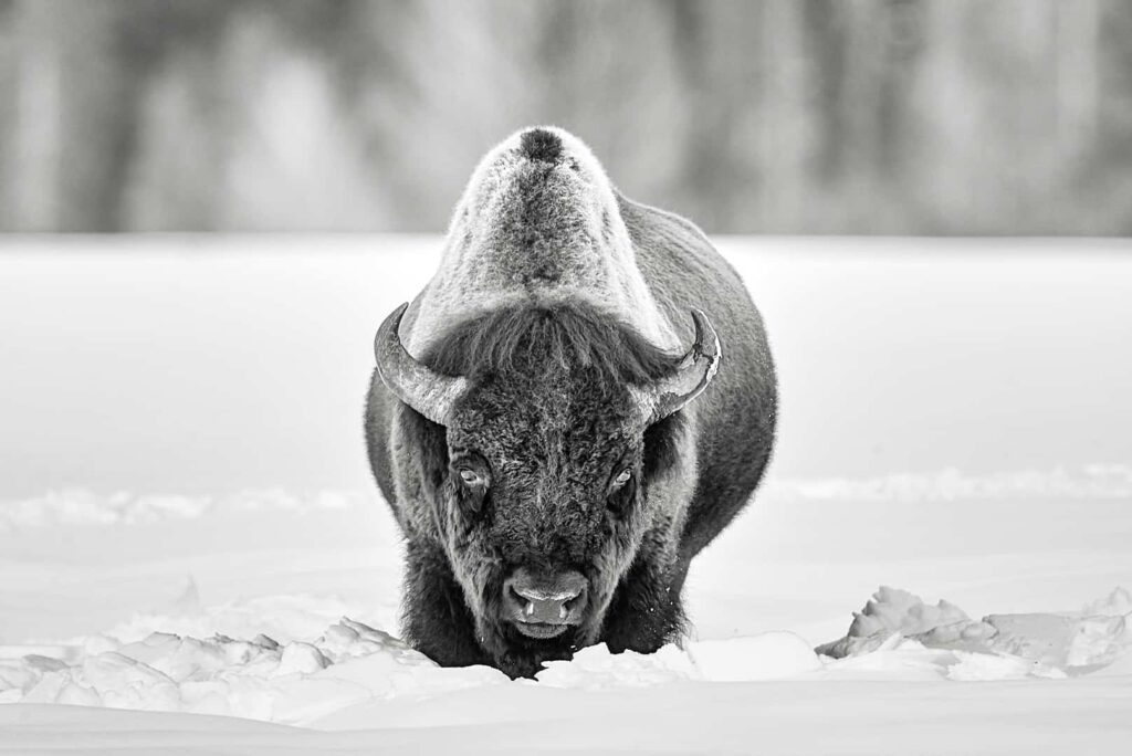 BISON PICTURES