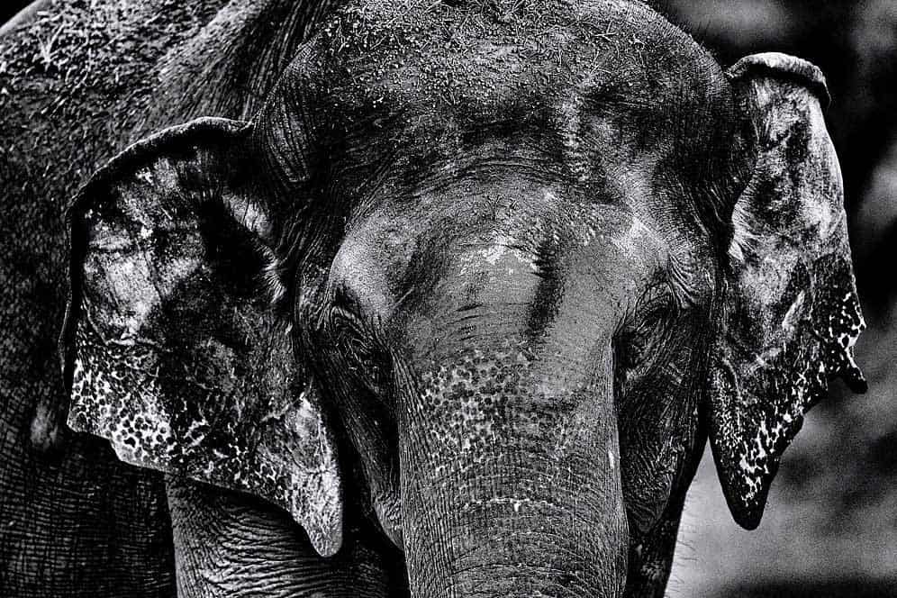 BLACK AND WHITE ELEPHANT IMAGES