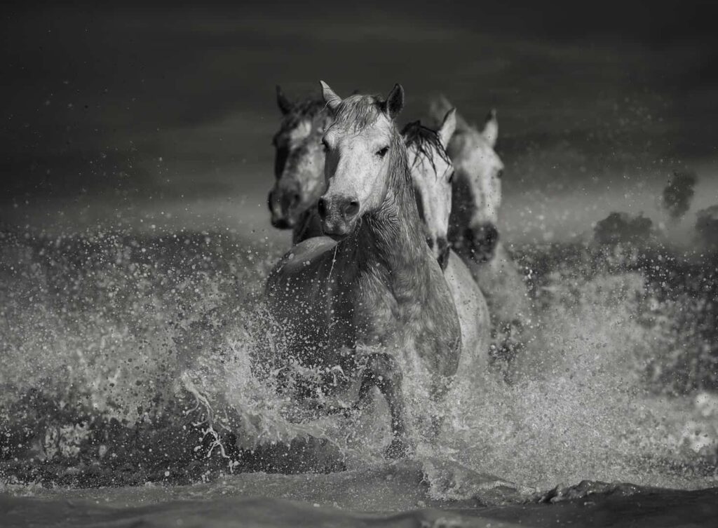 BLACK AND WHITE HORSE PICTURE