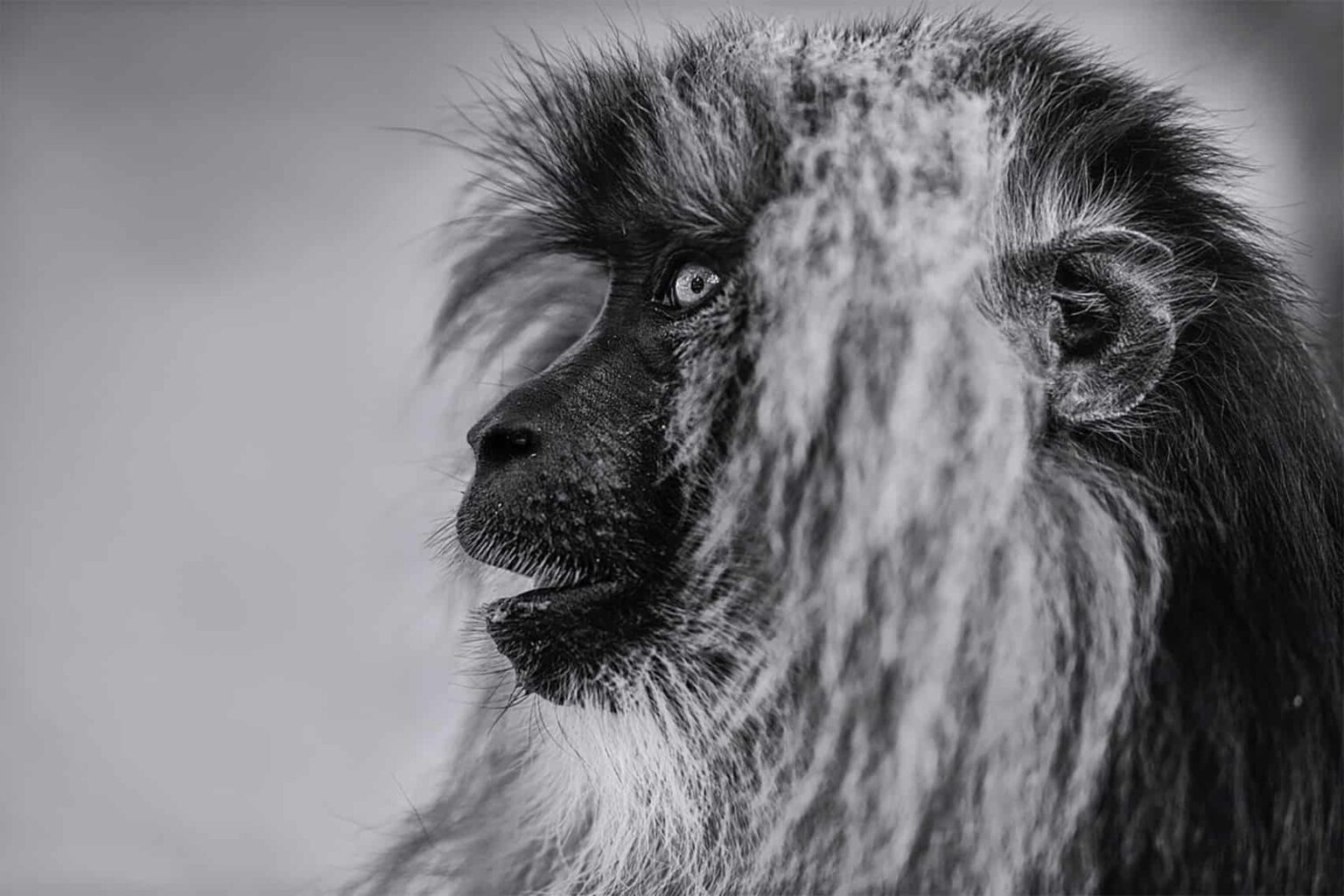 BLACK AND WHITE MONKEY PICTURE