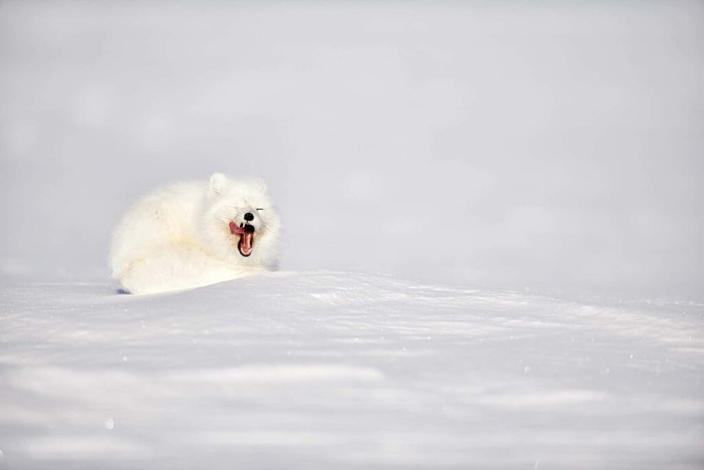 FOX IMAGES