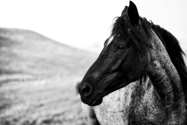 Black Horse portrait fine art prints images by ejaz khan photography