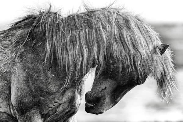 black and white horse photography 