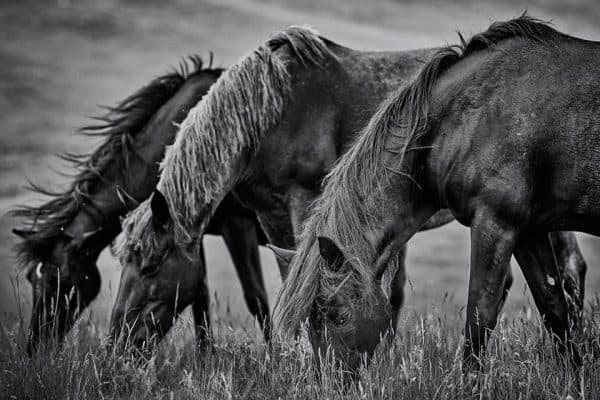 Nakota HORSEs eating on the valley