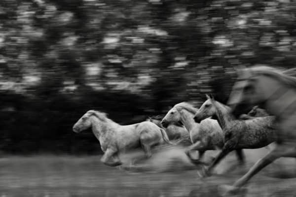 horses running fast picture