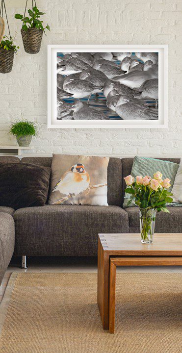 BEAUTIFUL BIRD wall art PICTURES