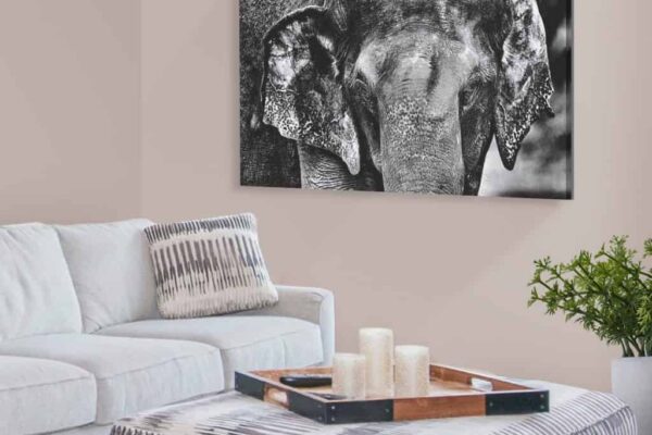 beautiful BLACK AND WHITE best ELEPHANT IMAGES for home decor