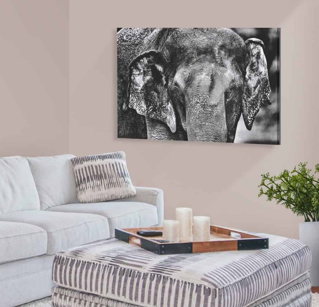 beautiful BLACK AND WHITE best ELEPHANT IMAGES for home decor