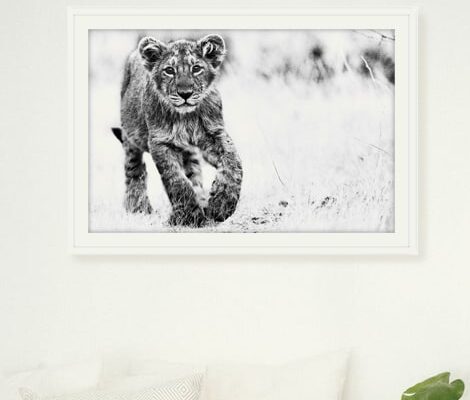 FRAMED BABY LION PICTURES