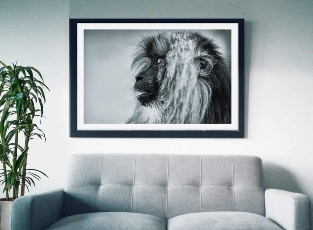 FRAMED PICTURE of a MONKEY