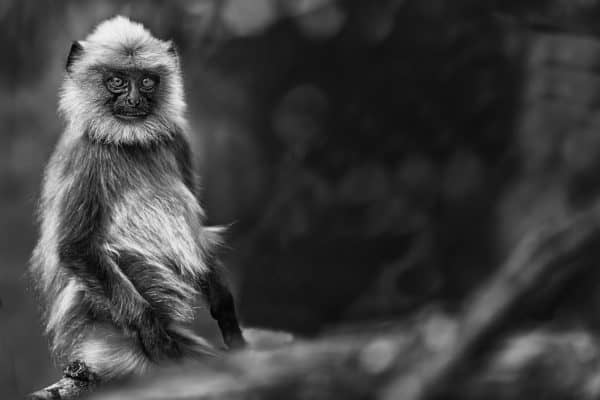 beautiful MONKEY PICTURES 