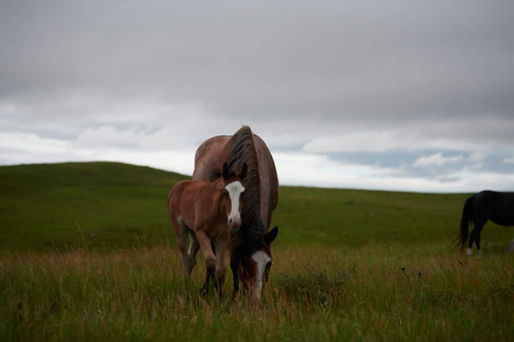 THE NOKOTA HORSEs