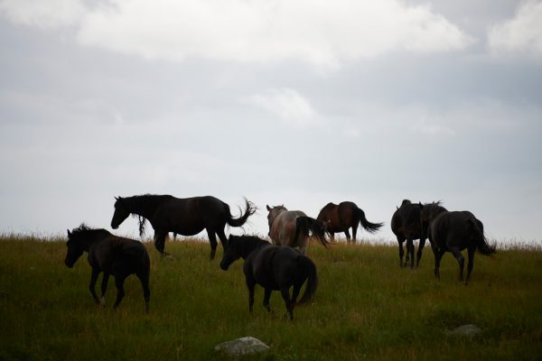 NOKOTA HORSES ON HILL