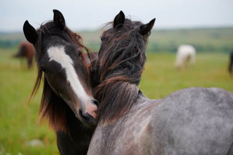 NOKOTA HORSES KISSING