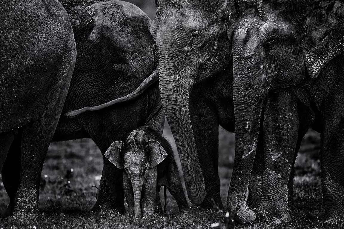 PICTURE OF BABY ELEPHANT