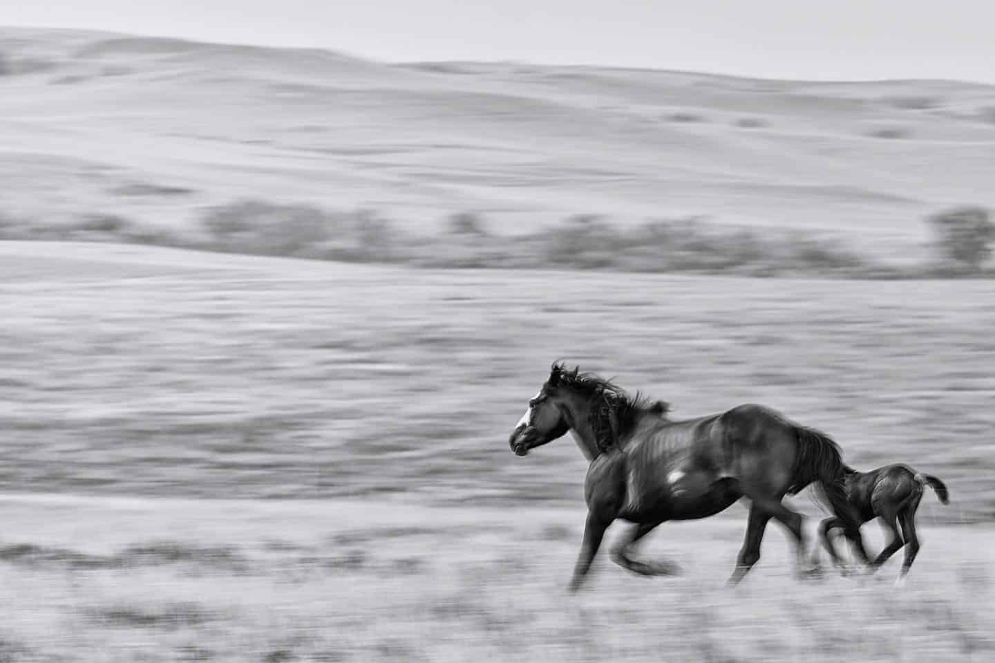 black baby horses