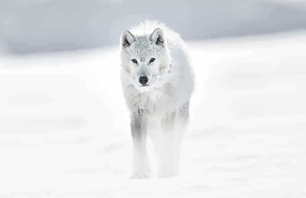 WHITE WOLF PHOTO