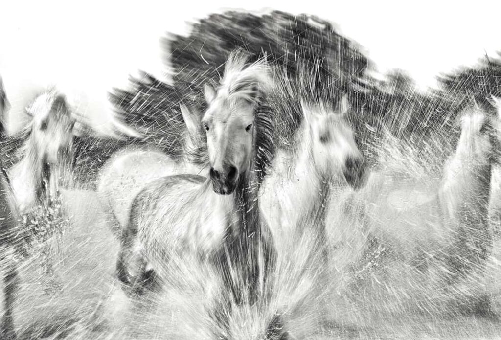 WILD HORSE PHOTOGRAPHY