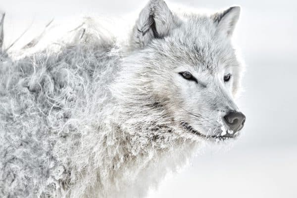 pictures of ARCTIC WOLves