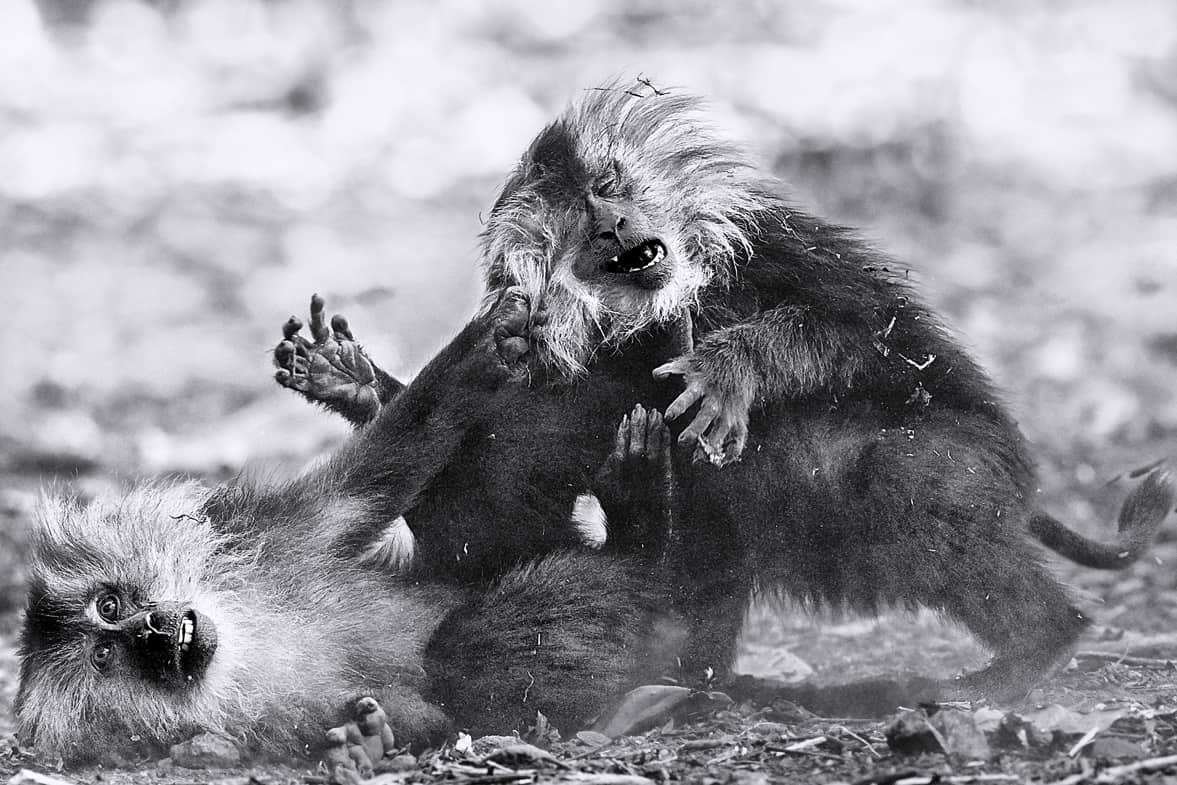 FINE ART Lion-Tailed Macaque Fine Art Print