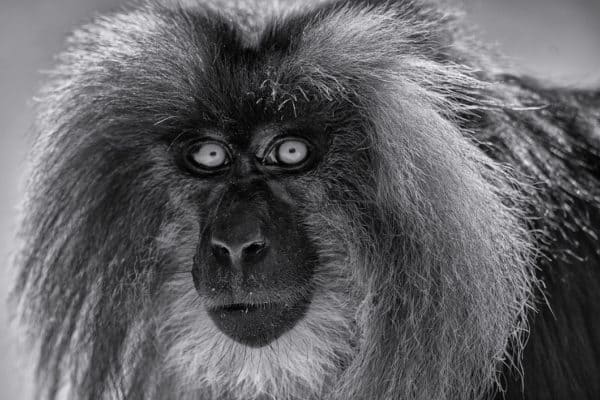 FINE ART Lion-Tailed Monkey Close-Up Print