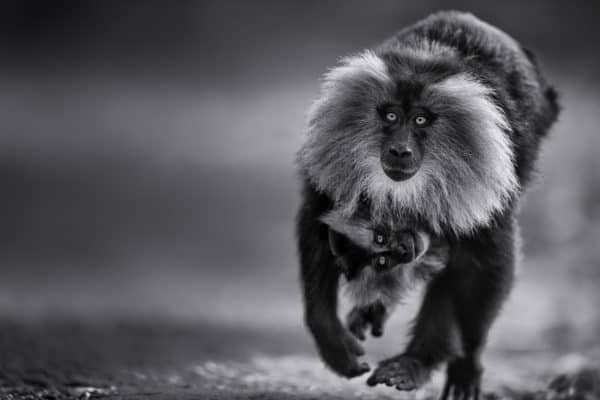 FINE ART Lion-Tailed Monkey Print