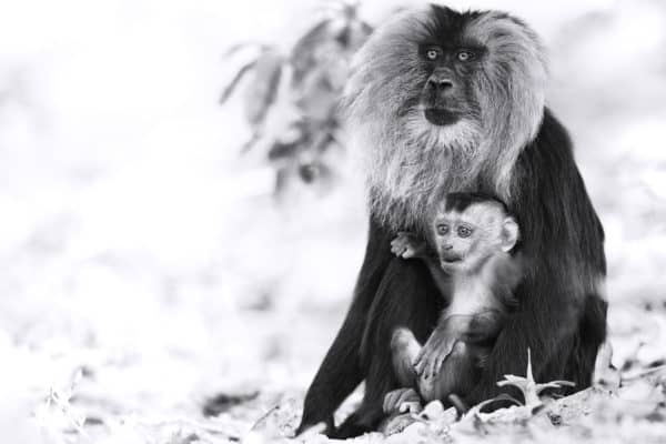 Lion-Tailed Monkey Photo Print