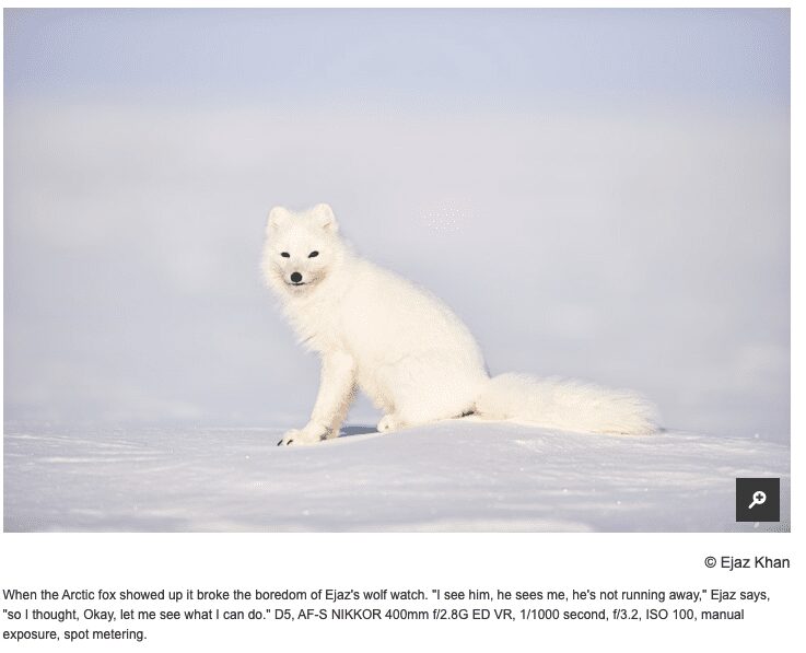Northern Exposure: A Fashion Photographer Pursues Arctic Wolves. What Could Possibly Go Wrong?