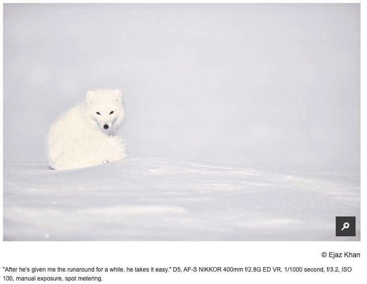 Northern Exposure: A Fashion Photographer Pursues Arctic Wolves. What Could Possibly Go Wrong?
