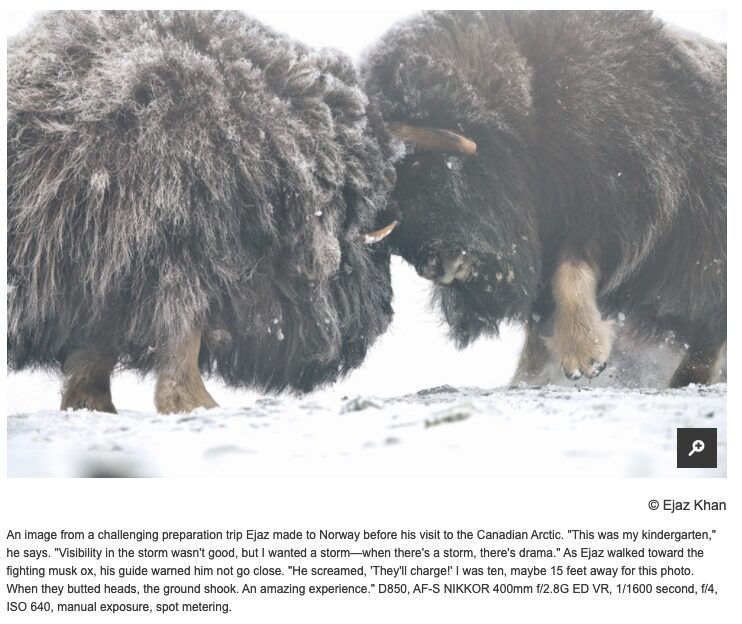 Northern Exposure: A Fashion Photographer Pursues Arctic Wolves. What Could Possibly Go Wrong?