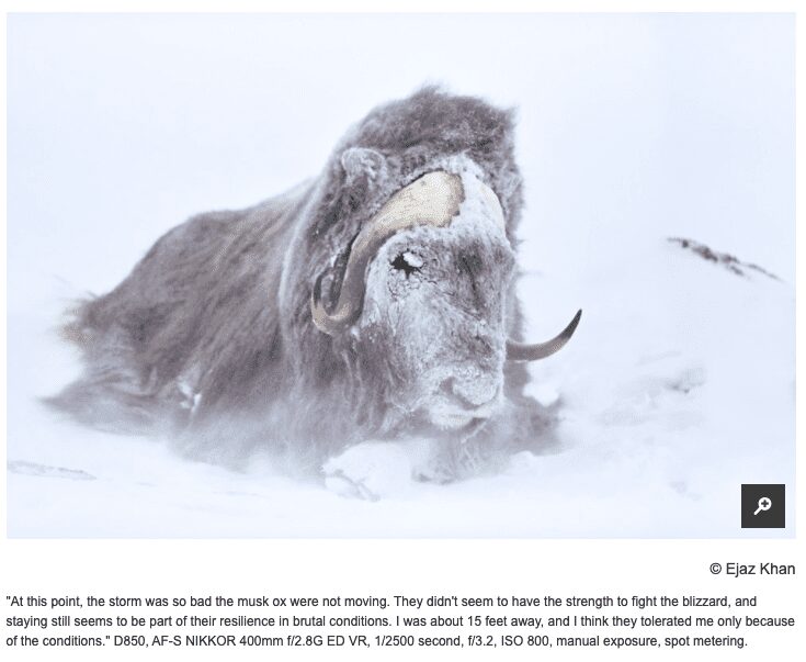 Northern Exposure: A Fashion Photographer Pursues Arctic Wolves. What Could Possibly Go Wrong?