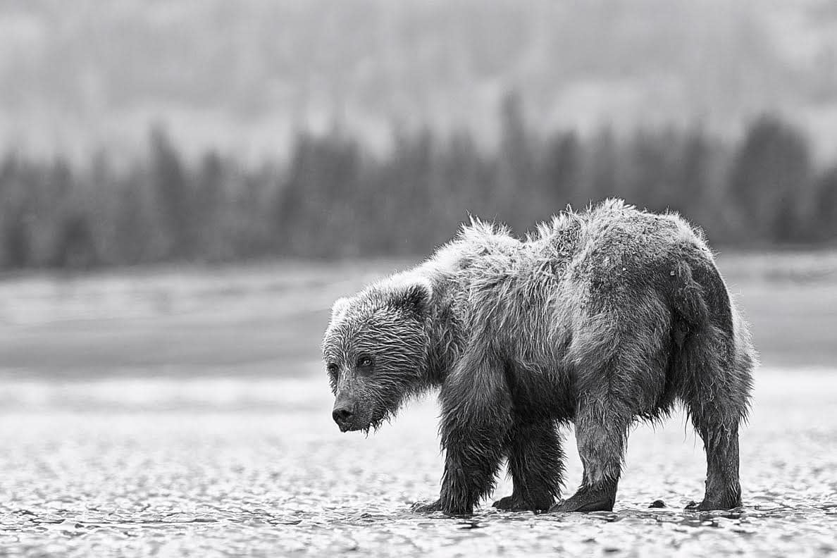 fine art picture of a bear 