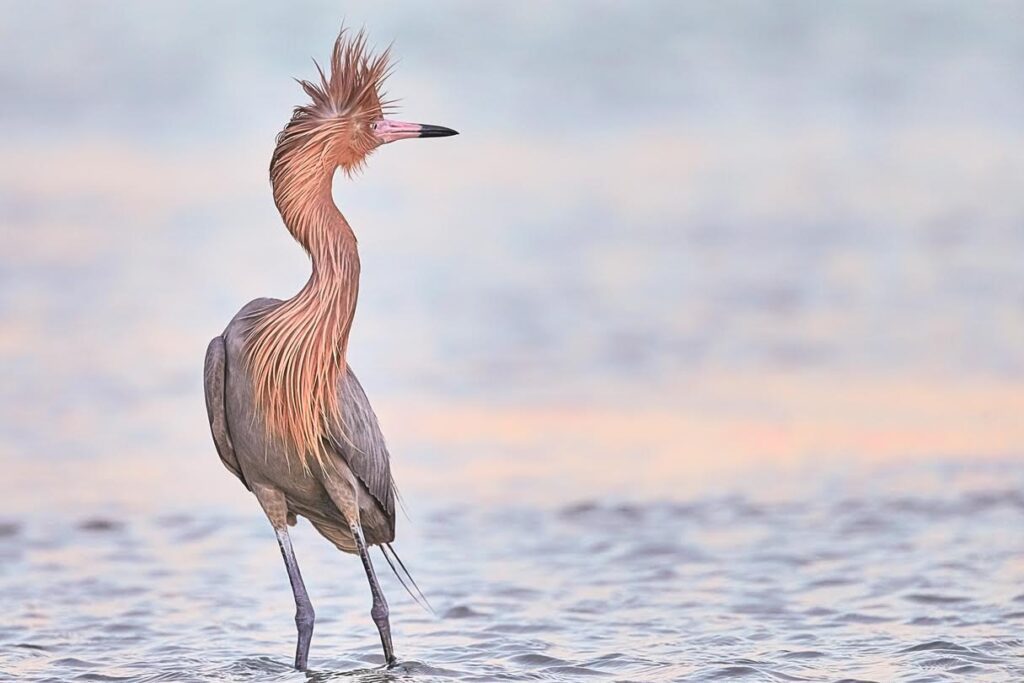 birds pictures to print