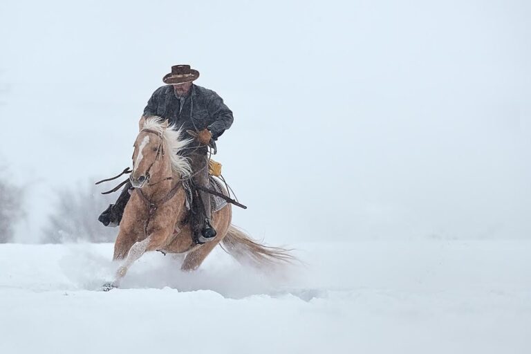 cowboy horses as pets