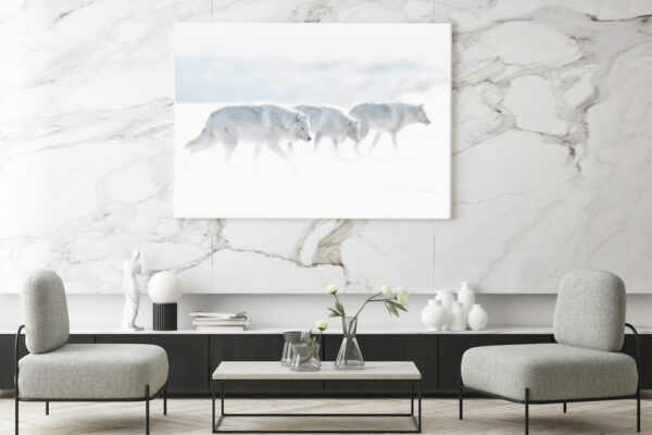 arctic wolves photography print