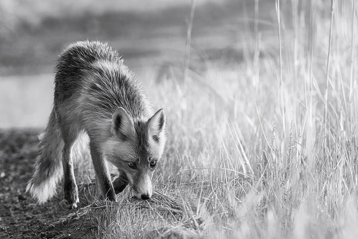 fine art red fox print