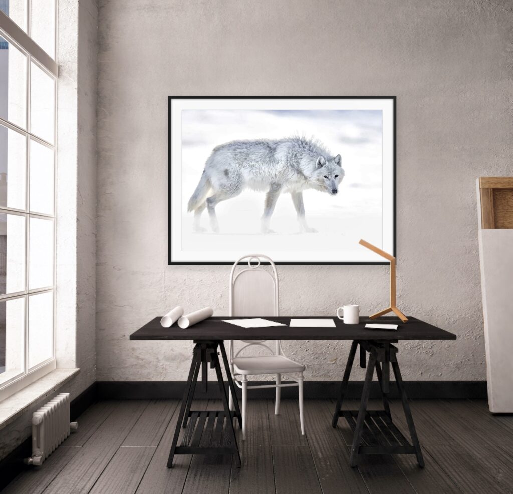 beautiful wolf photography art in office