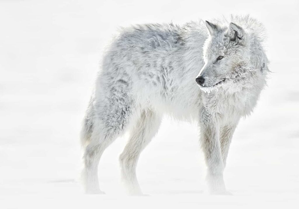 Black and White Wolf Photography