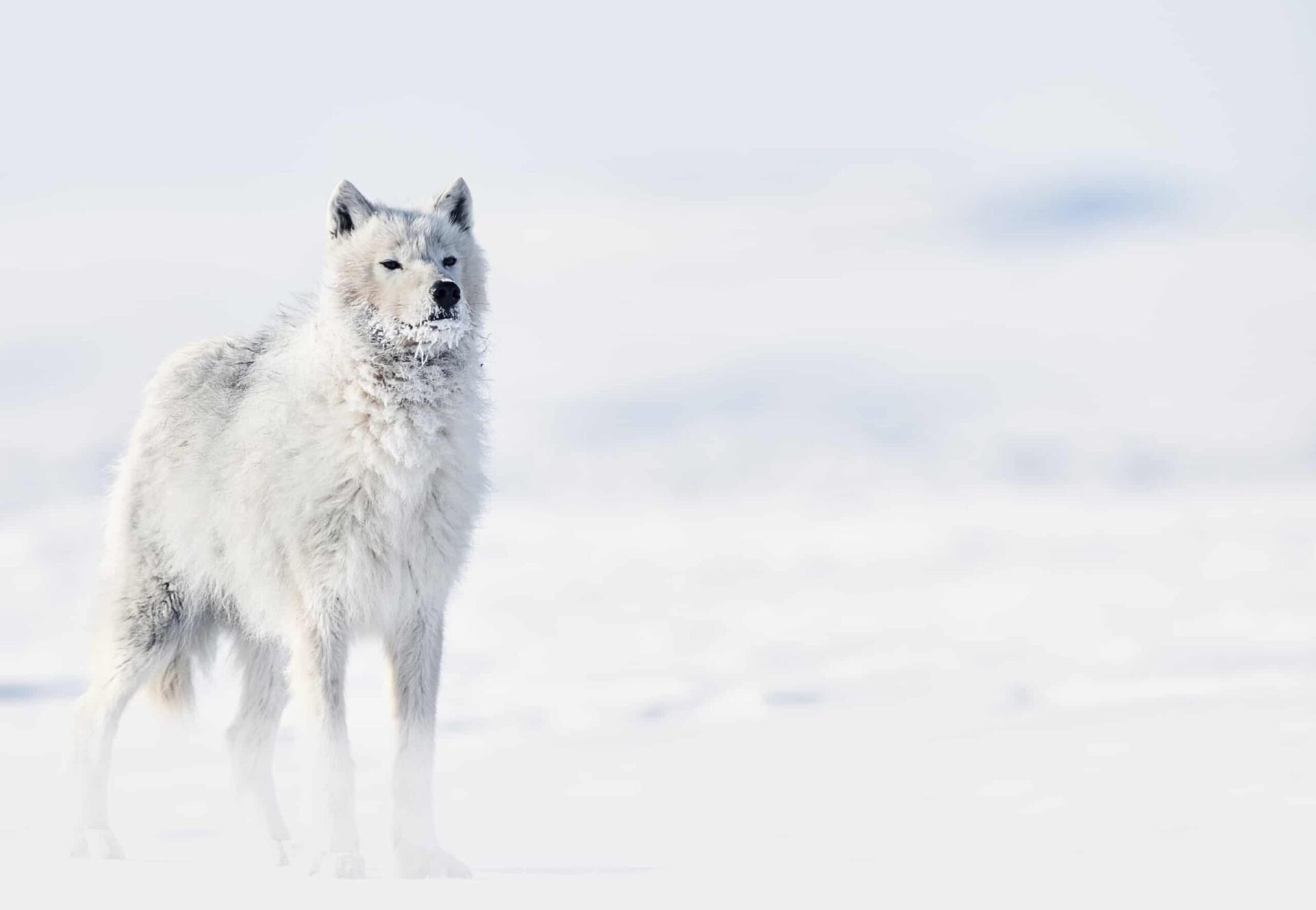 Snow Wolf Picture standing in the arctic snow Sniffing The Air