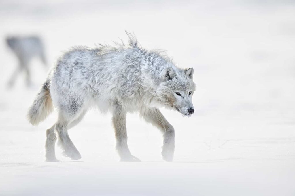 Arctic wolf pictures