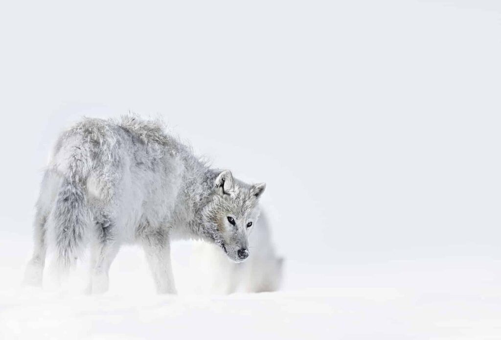 Alaskan Tundra Wolf walking in snow