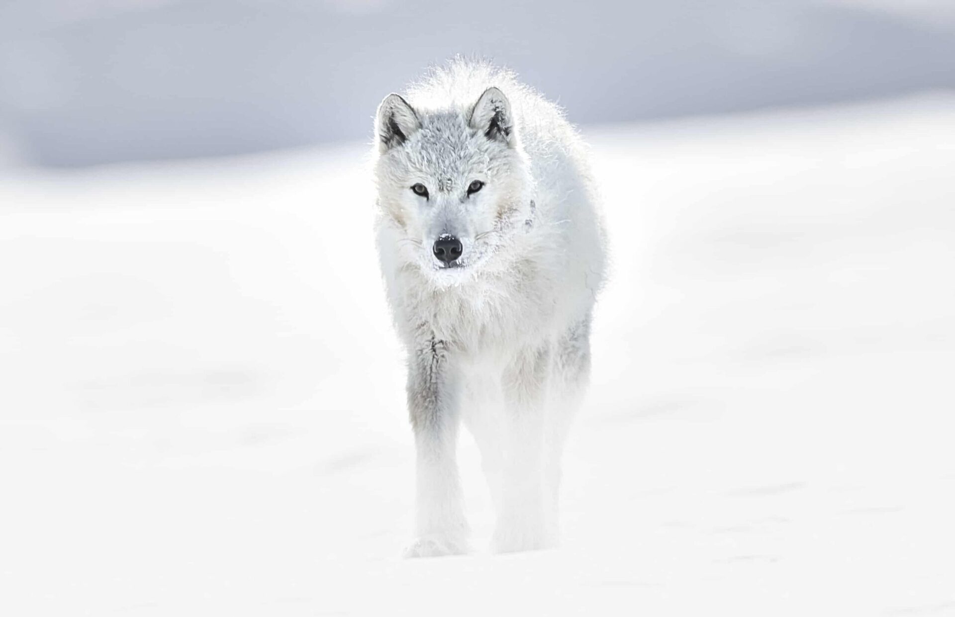 Arctic Wolf artwork