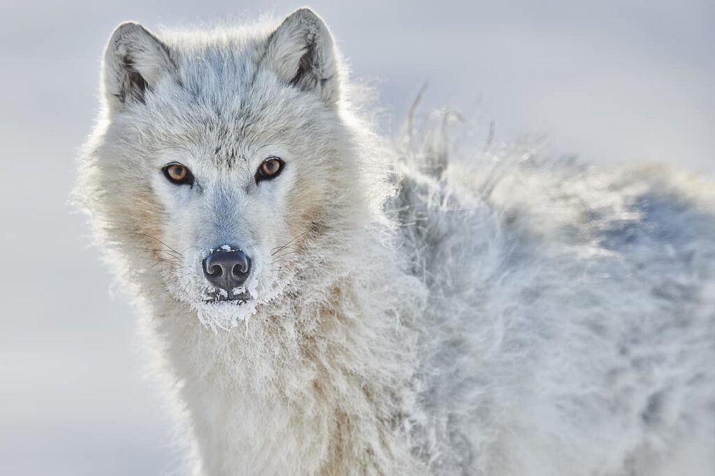 Wolf in Snow art Print