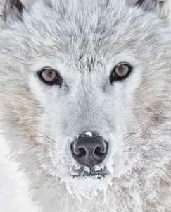 White wolf photography Print