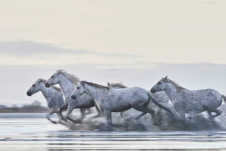 Picture of running horses