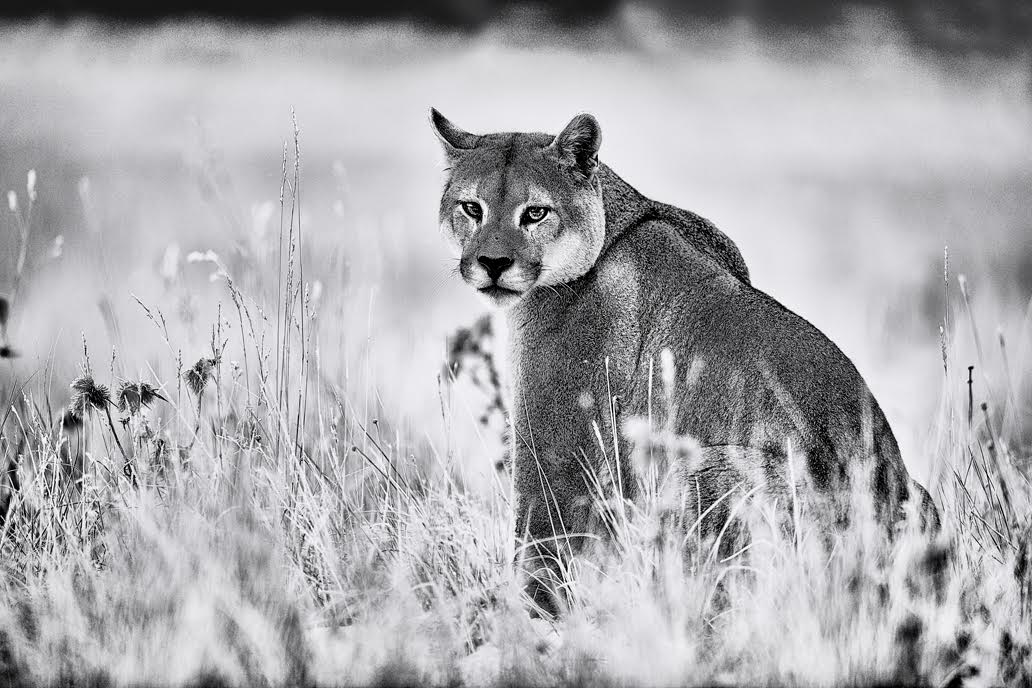 Mountain Lion Art