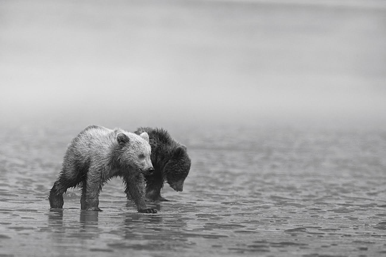 Polar Bear Art