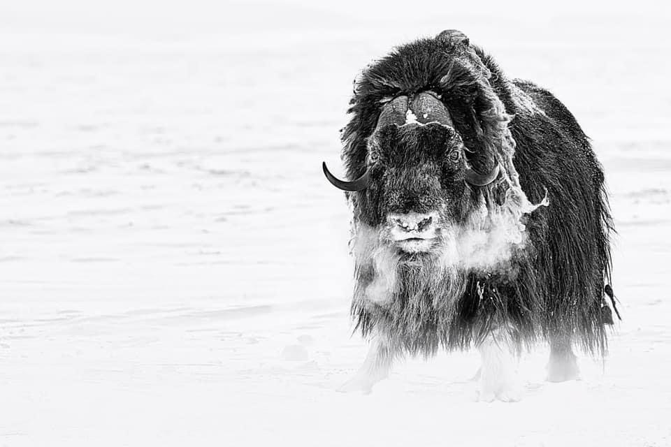 Musk Ox Art