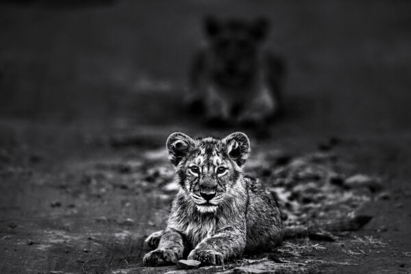Invisible Connection – Limited Edition Fine Art Wildlife Photography Print