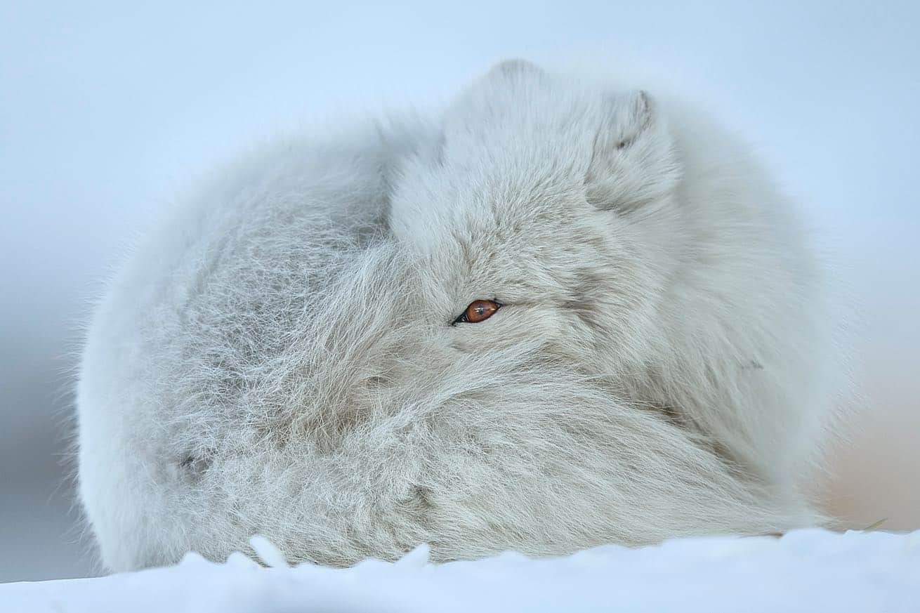 Cute Arctic Fox Picture